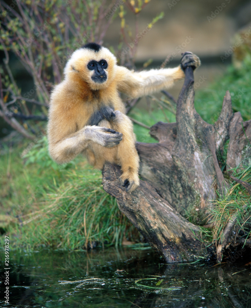 Obraz premium Gibbon