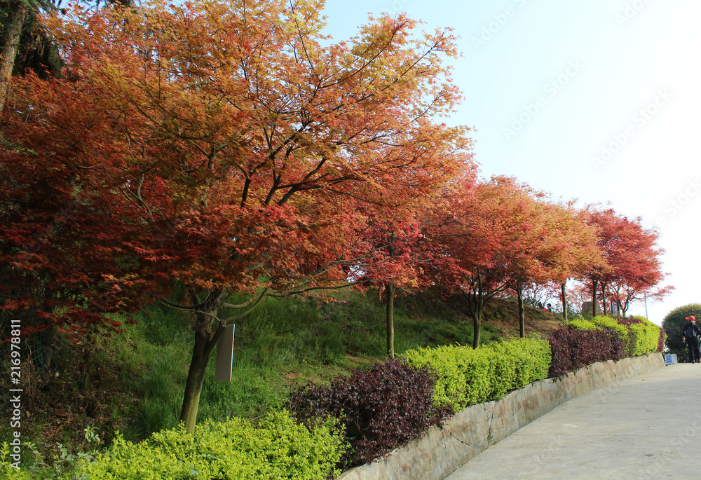 Naklejka premium A brilliant red maple forest