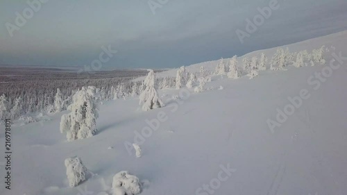 Midwinter aerial view of snowy trees in Lapland Finland during polarnight time. photo