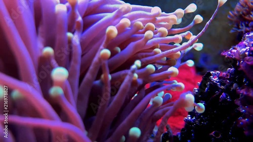 Colorfull corals waving in water popping reflecting color photo