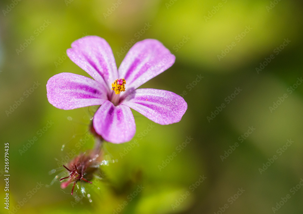 The Prettiest Weed