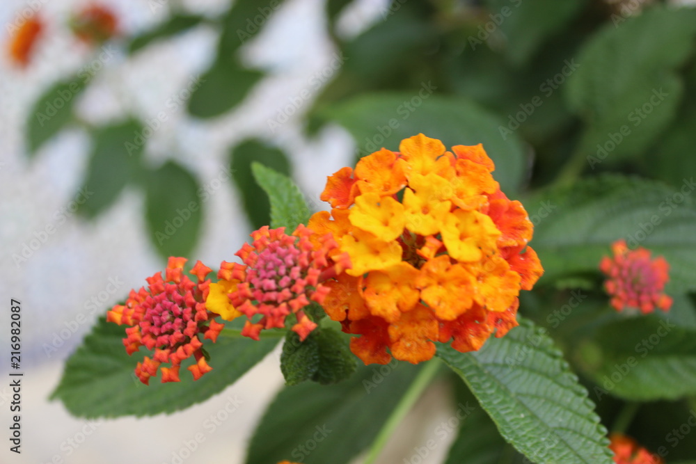 Flower impressions Flower impressions