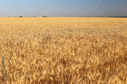 Field of ripe wheat and blue sky. It's time to harvest the bread.