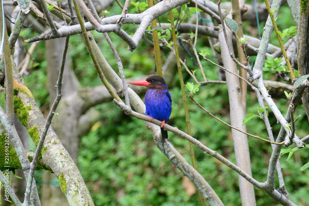 インドネシアの鳥 ジャワショウビン Stock Photo Adobe Stock インドネシアの鳥 ジャワショウビン Stock Photo Adobe Stock
