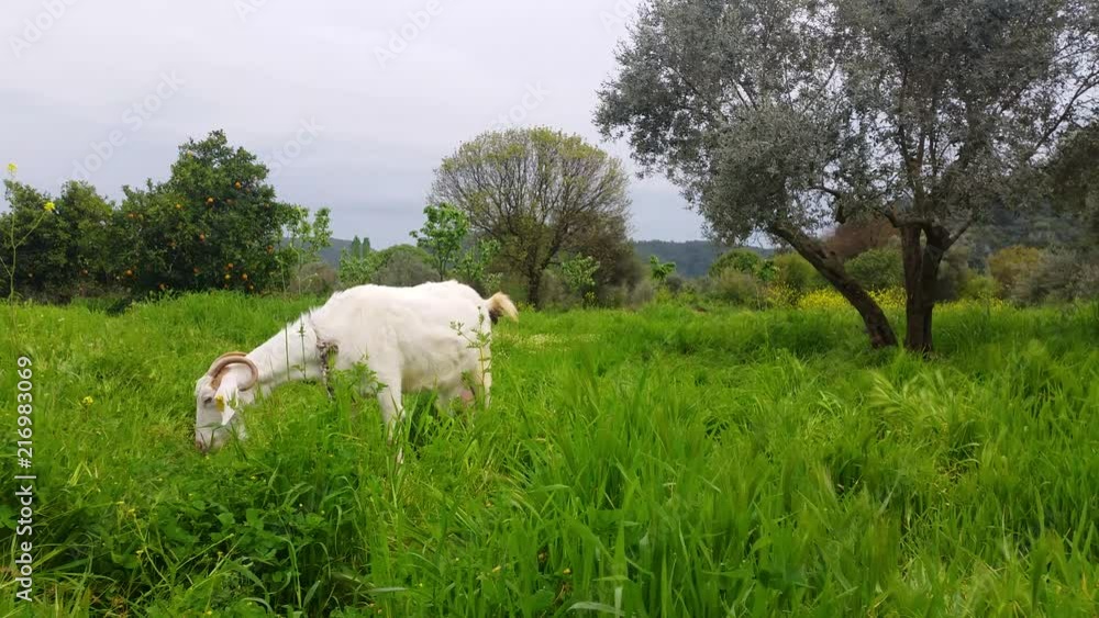 Female Mother Goat Feeding on Grassland
