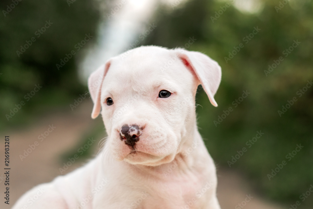 beautiful white amstaff puppy with a spotted nose lovely portrait