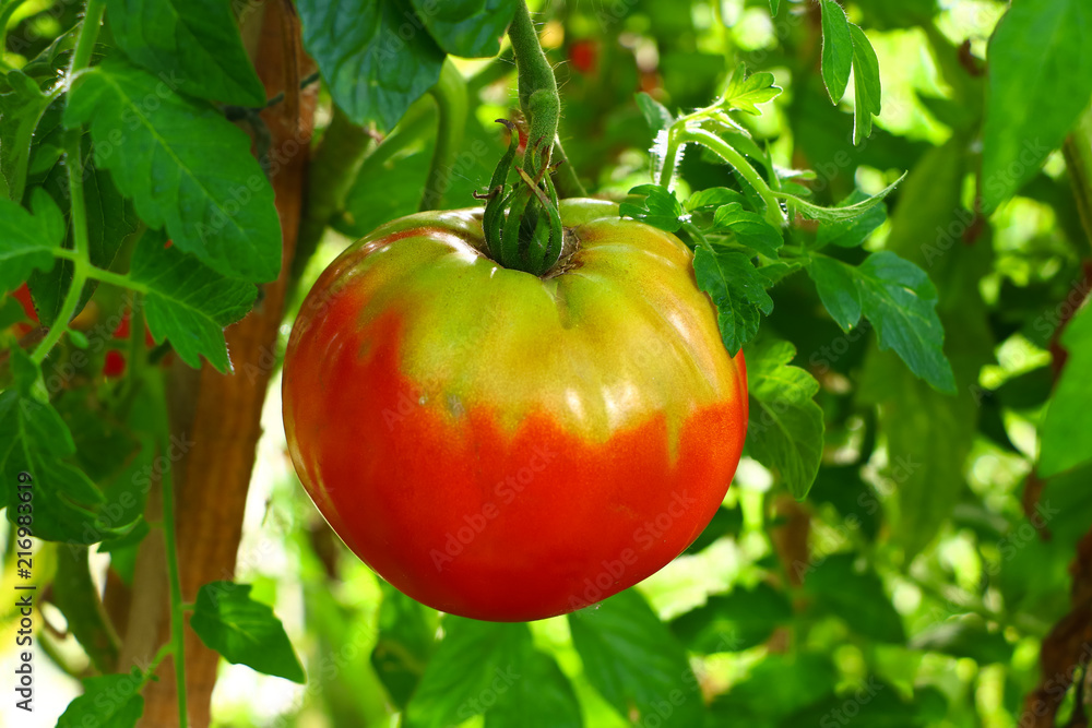 ripening tomatoes on a branch ripening tomatoes on a branch