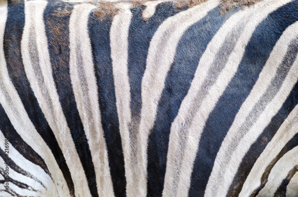 Zebra pattern, Jihlava zoo, Czech republic Zebra pattern, Jihlava zoo, Czech republic
