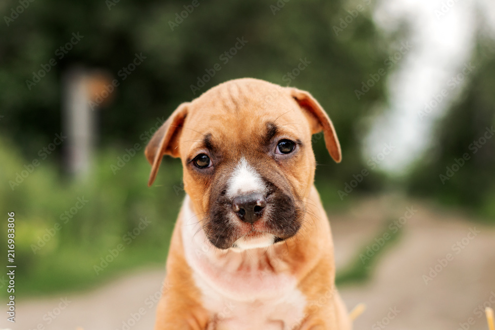 lovely portrait of a cute red and white amstaff puppy  