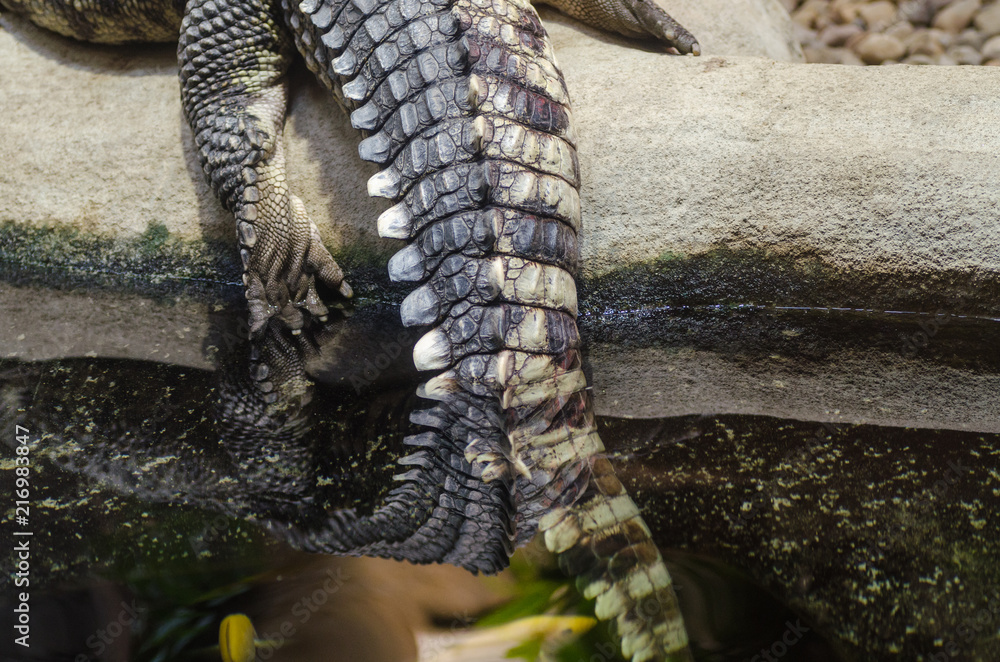 Obraz premium Crocodile in Jihlava zoo, Czech republic