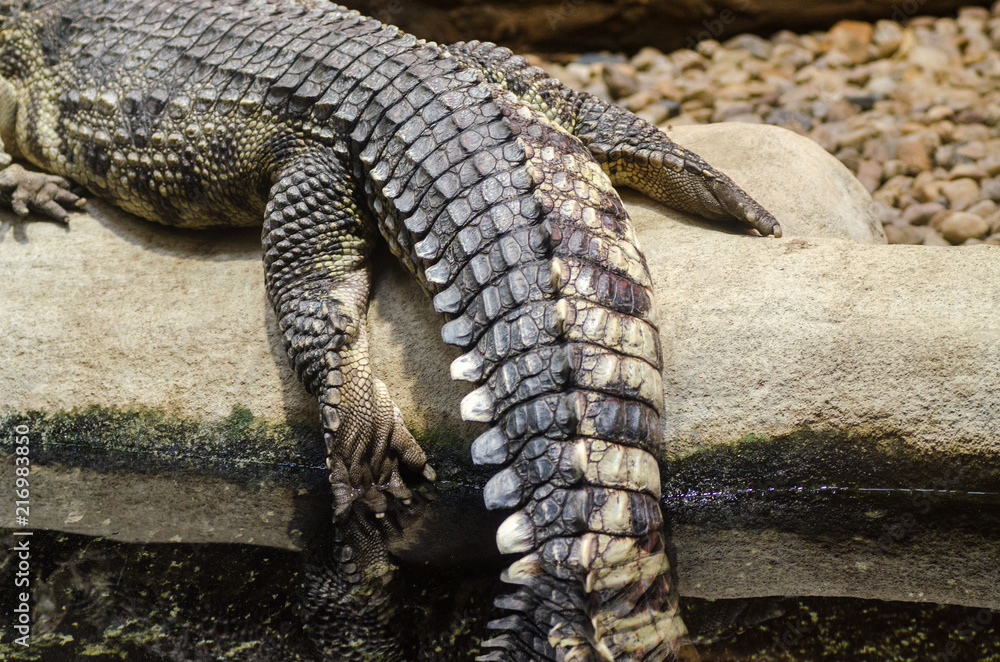 Obraz premium Crocodile in Jihlava zoo, Czech republic