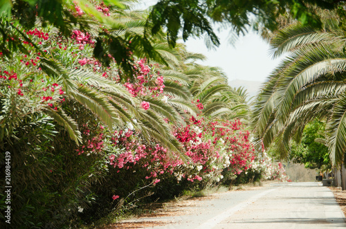 alley with blooming flowers and palm trees