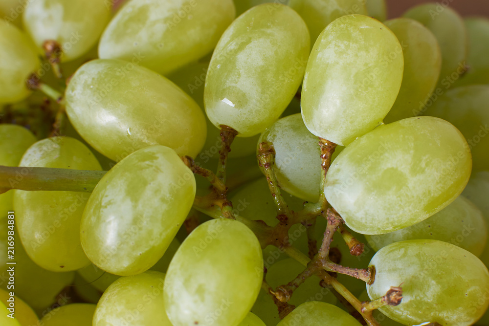 ripe grapes harvest the grapes of the vineyards of the winery grapes red green natural ripe grapes harvest the grapes of the vineyards of the winery grapes red green natural