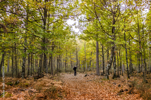 El fotógrafo está tomando una foto de un paisaje del otoño en el castañar de El Tiemblo, España 