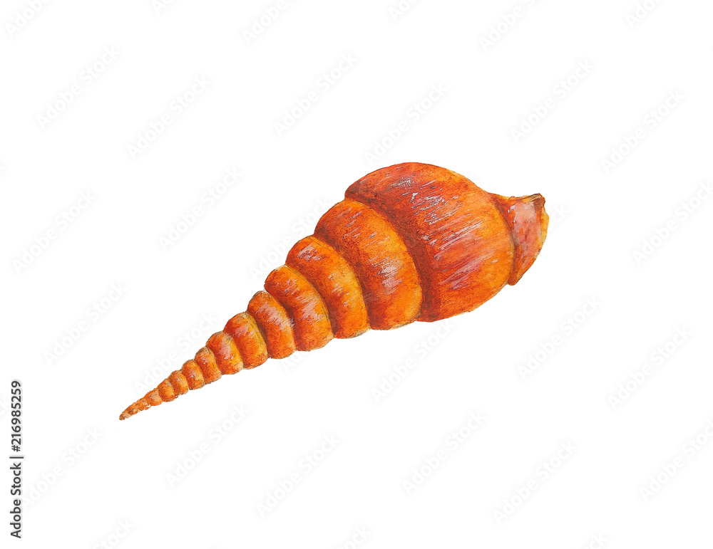 Sea Shell Watercolor Sea Shell Watercolor