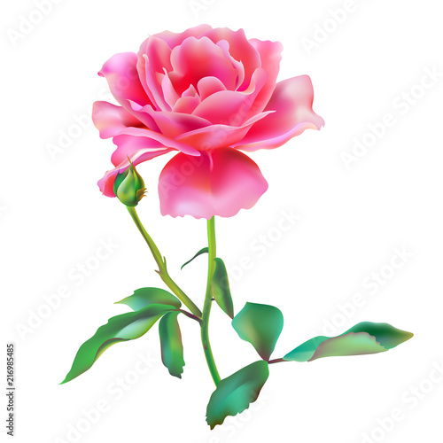 beautiful pink   rose  flowers isolated on a white background   vintage postal