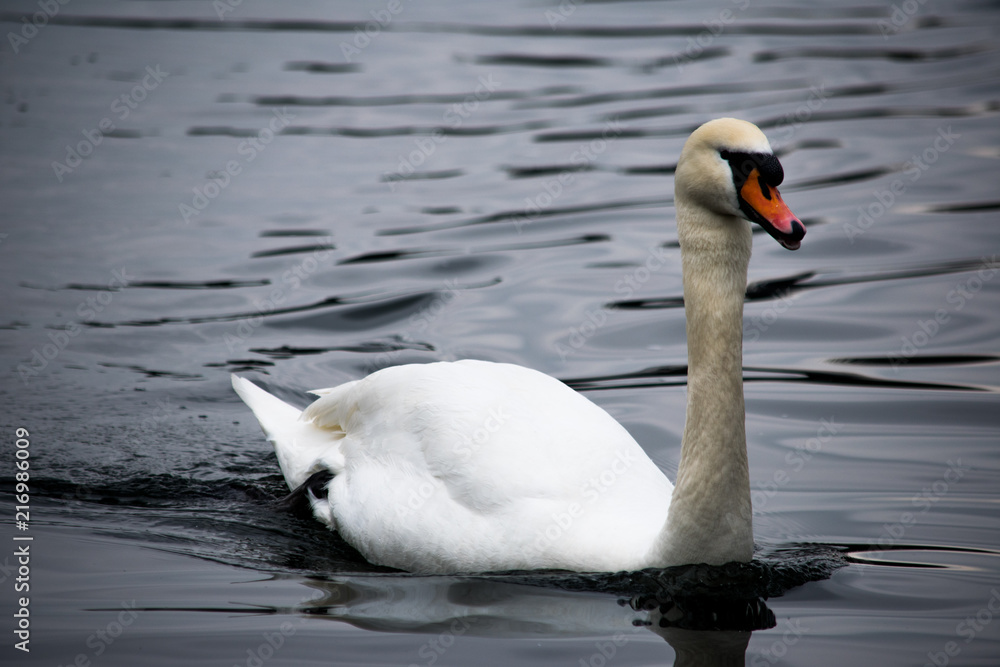 Fototapeta premium A white swan swimming in a dark blue lake