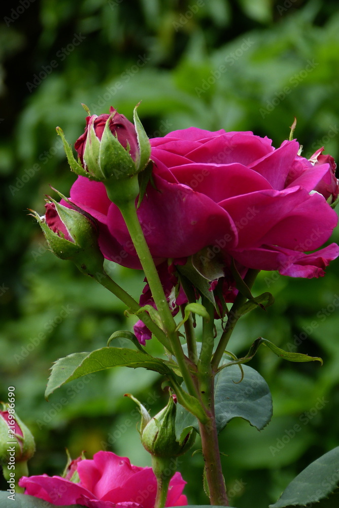 Rose Pink Lady Stock-Foto | Adobe Stock