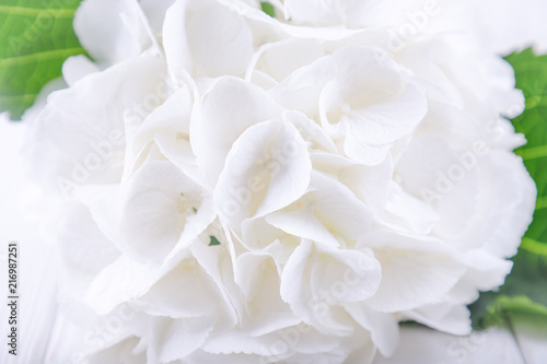 Beautiful white hydrangea or hortensia flowers. Free space © kvitkanastroyu