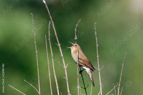 River warbler locustella fluviatilis singing on top of grass. Cute little brown loud stealthy songbird. Bird in wildlife photo