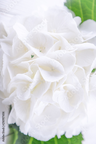 Beautiful white hydrangea or hortensia flowers. Free space © kvitkanastroyu