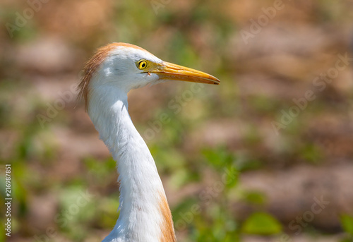 close up of a cattle egret