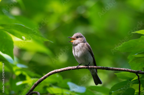 Spotted flycatcher sitting and singing on branch of tree in forest. Cute little brown songbird. Bird in wildlife.
