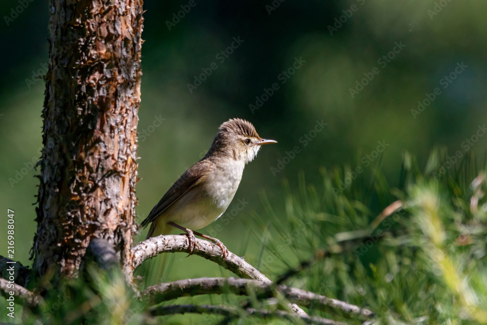 Fototapeta premium Marsh warbler sitting on pine tree. Cute little brown songbird. Bird in wildlife.