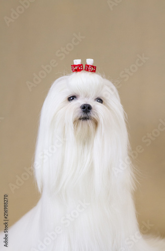 White maltese posing in studio background. 