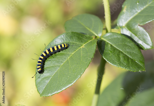 Caterpillar of a night butterfly. Beautiful caterpillar night butterfly scoops. On the body strips black and yellow. and long black bristles.