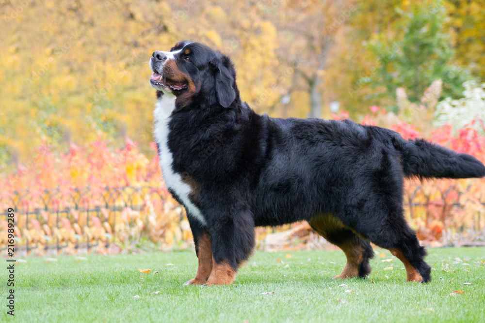 Bernese mountain dog posing in park background. Beautiful autumn. Bernese mountain dog posing in park background. Beautiful autumn.