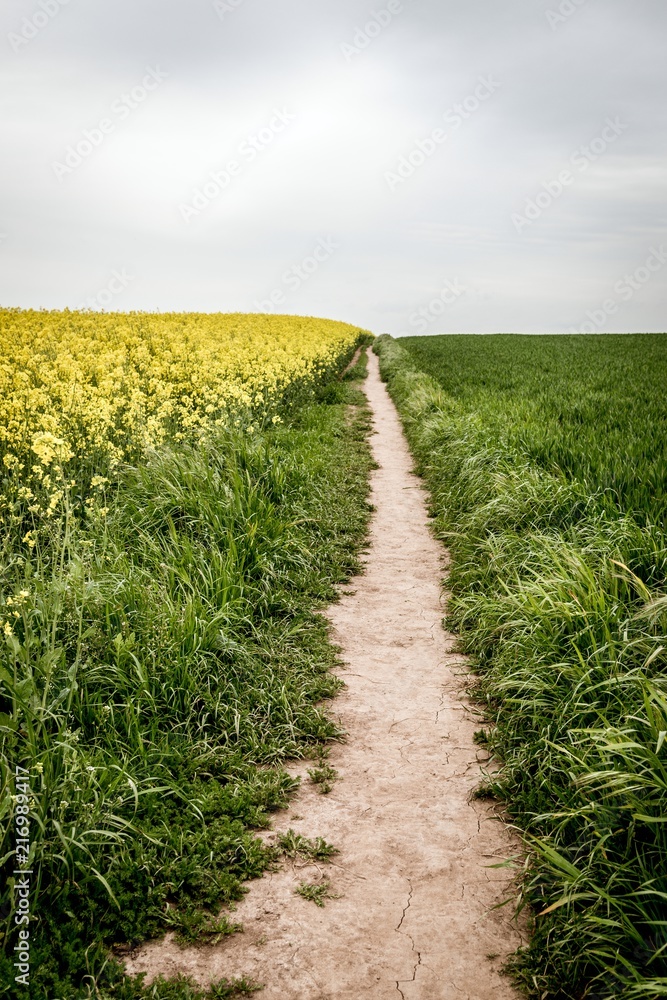 Yellow and green fields with country path