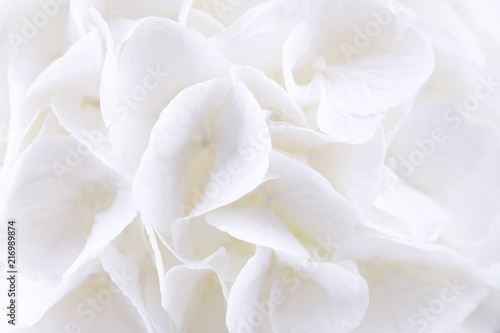 Hydrangea flora background. Beautiful white hydrangea or hortensia flowers