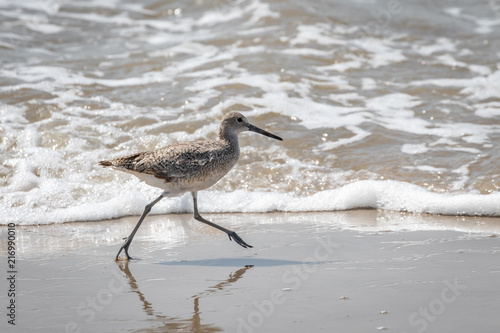 Willet on a seashore