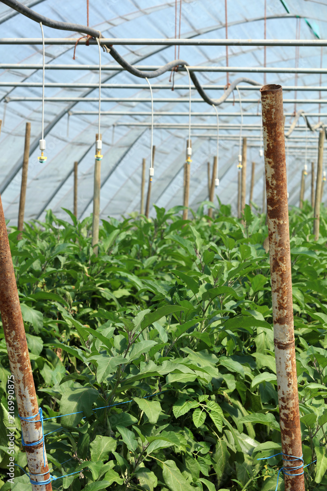 Fototapeta premium Gemüse in einem Gewächshaus