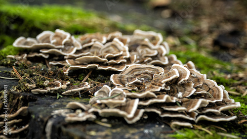close up of mushrooms in the forest