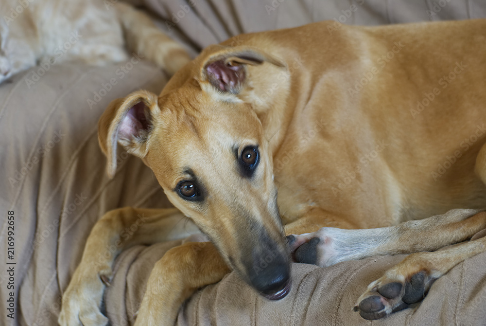 Cute dogs indoor and outdoor in winter in Argentina Cute dogs indoor and outdoor in winter in Argentina