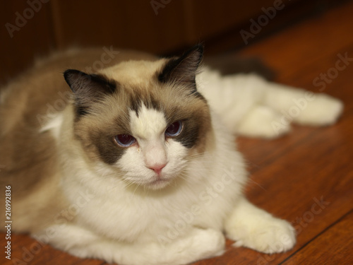 猫カフェ