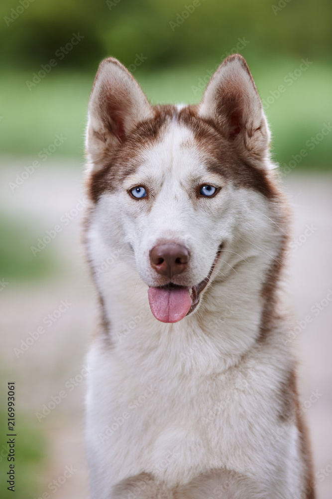 Portrait of a charismatic red Siberian husky on a background of green grass Portrait of a charismatic red Siberian husky on a background of green grass