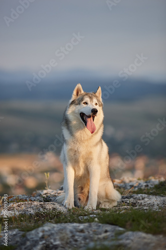 The magnificent gray Siberian husky sits on a rock in the Crimean mountains against the backdrop of the forest and mountains. A dog on a natural background.