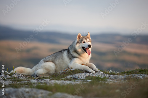 The magnificent gray Siberian Husky lies on a rock in the Crimean mountains against the backdrop of the forest and mountains. A dog on a natural background.