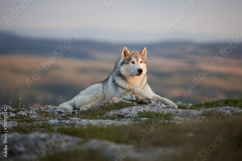 Fototapeta Naklejka Na Ścianę i Meble -  The magnificent gray Siberian Husky lies on a rock in the Crimean mountains against the backdrop of the forest and mountains. A dog on a natural background.