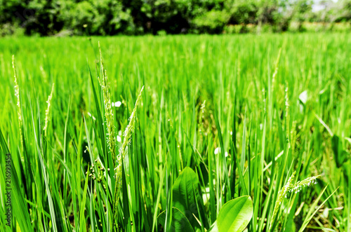 Rice is blossoming in the bright green rice fields, providing a comfortable feeling.