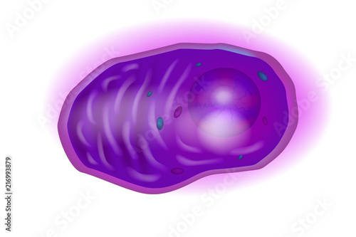 Plasma cells, also called plasma B cells, plasmocytes, plasmacytes, or effector B cells, are white blood cells.