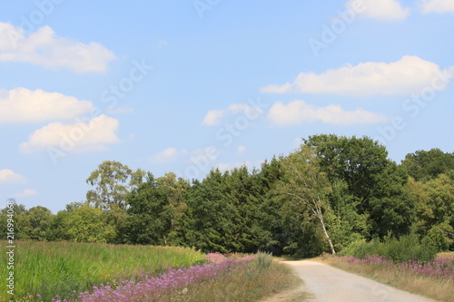 Natur am Breiten Wasser im Teufelsmoor im Sommer