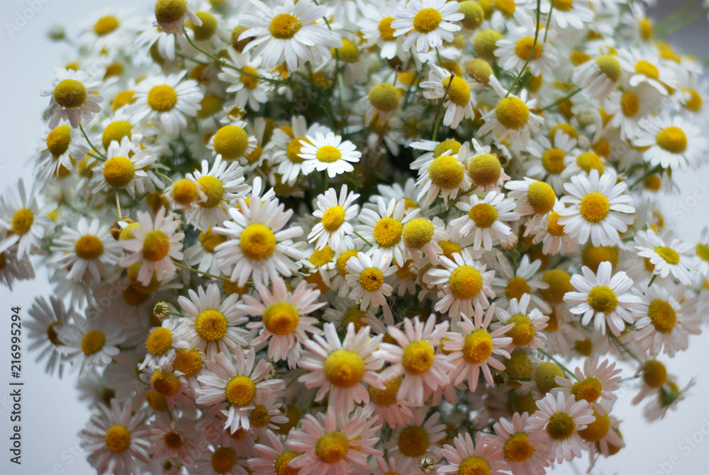 chamomile chamomile