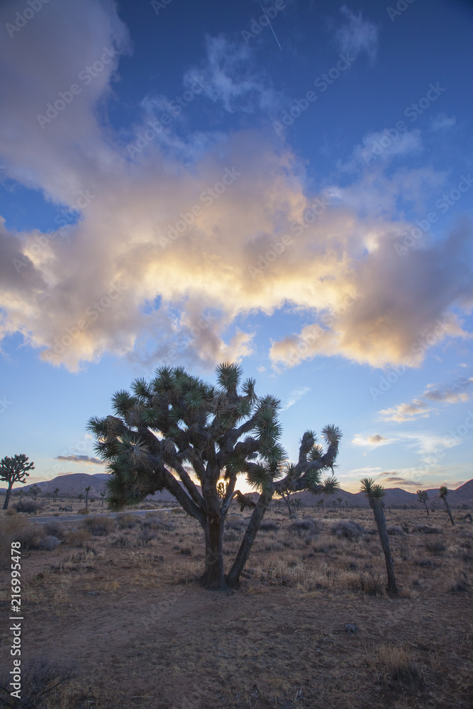 Joshua tree and clouds at sunset