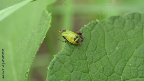 Macro of small field ants Lasius alienus with a beetle on a green leaf amongst grass in the foothills of the Caucasus photo