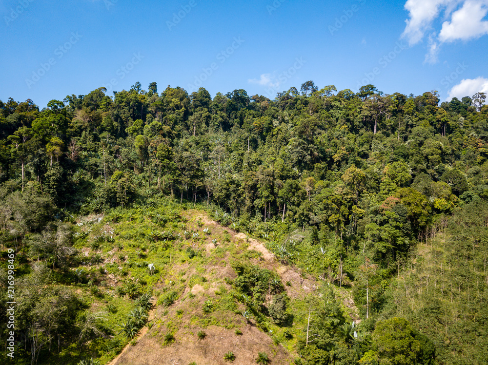 Aerial drone view of deforestation of a tropical rainforest to make room for palm oil and rubber plantations