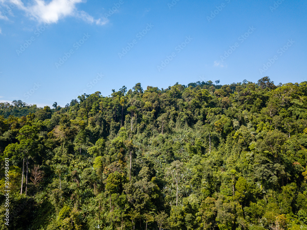 Aerial drone view of lush, green tropical rainforest